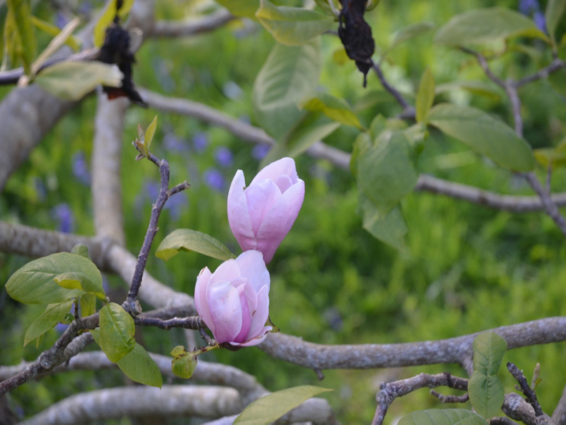 Magnolia 'Todd's Forty Niner', flower, Caerhays Castle, Goran, Cornwall, United Kingdom.